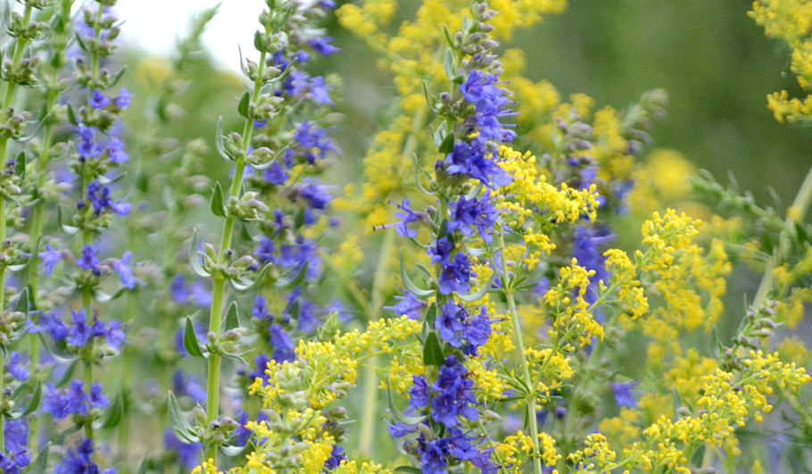 Gartenplanung Wildstauden Gärtnerei