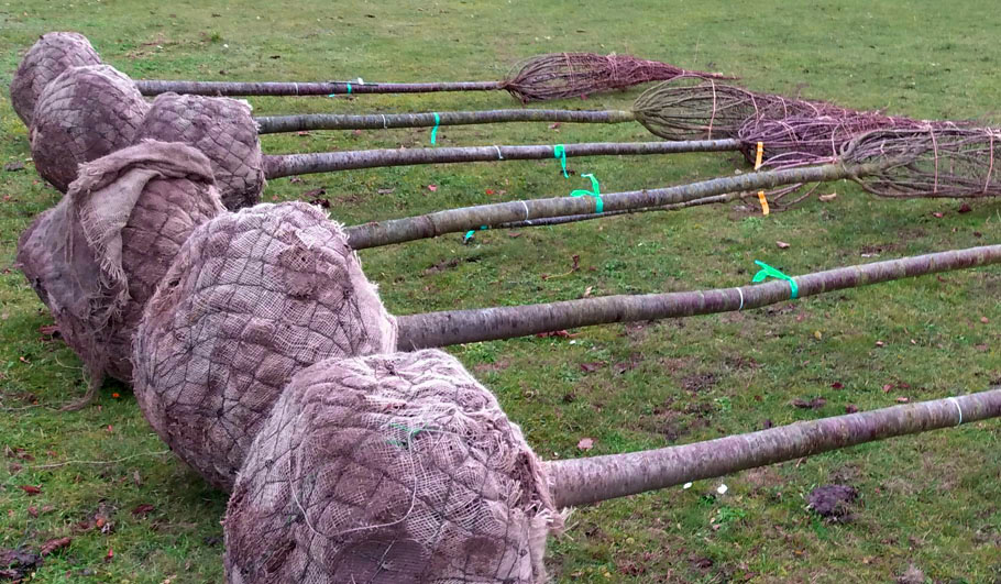 Gartenplanung Wildstauden Gärtnerei Baumpflanzung