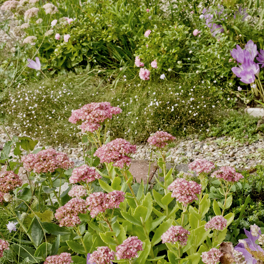 Gartenplanung Wildstauden Gärtnerei Trockenmauer