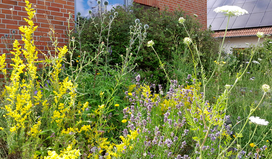 Gartenplanung Wildstauden Gärtnerei