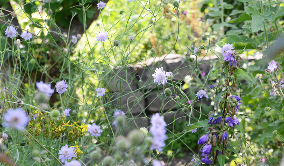 Wildstauden Gärtnerei Wildblumenwiese
