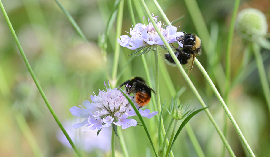 Wildstauden Gärtnerei Wildblumenwiese Hummel