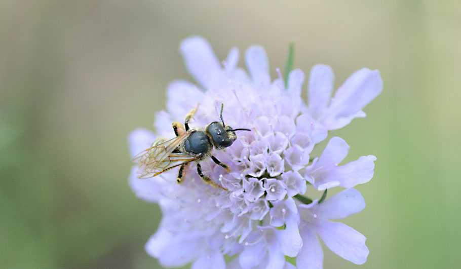 Wildstauden Gärtnerei Wildblumenwiese Wildbiene