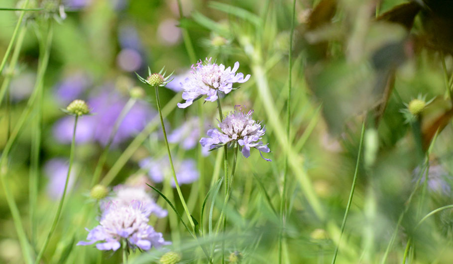 Wildstauden Gärtnerei Wildblumenwiese