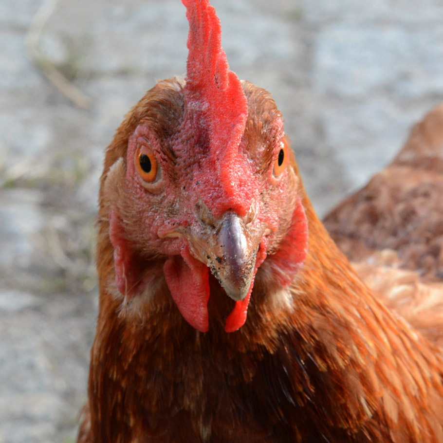 Wildstauden Gärtnerei Hühner