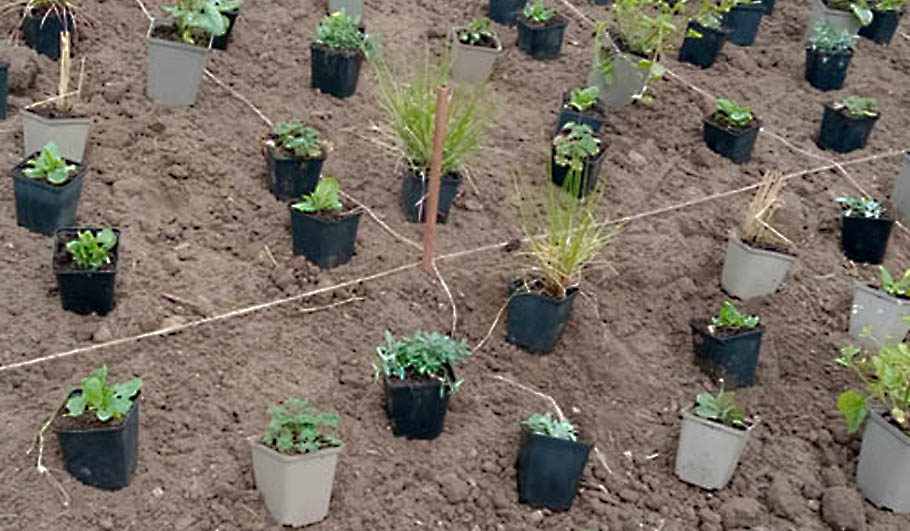 Gartenplanung Wildstauden Gärtnerei