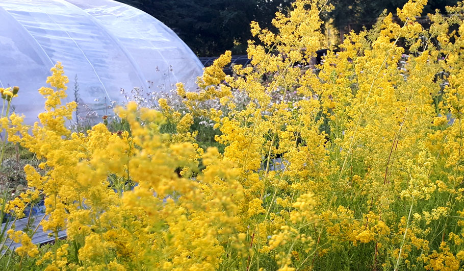 Wildstauden Gärtnerei Labkraut