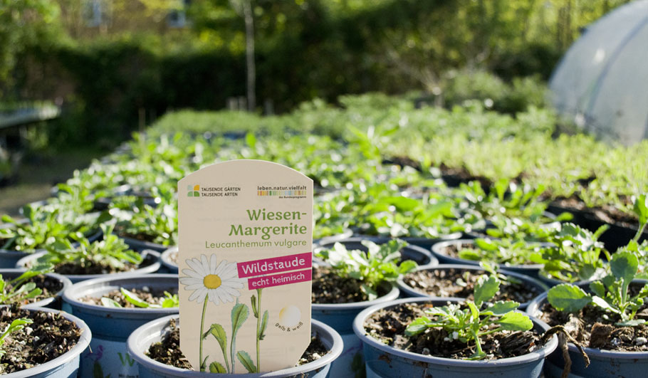 Wildstauden Gärtnerei Wiesen-Margerite