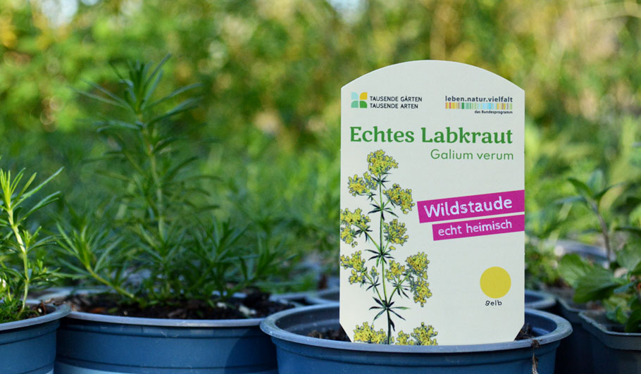 Wildstauden Gärtnerei Labkraut