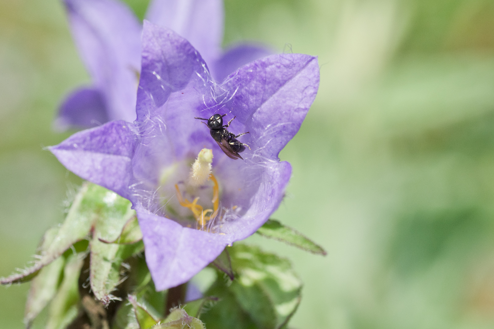 regionale Wildstauden Gärtnerei Jessica Zahn Glockenblume