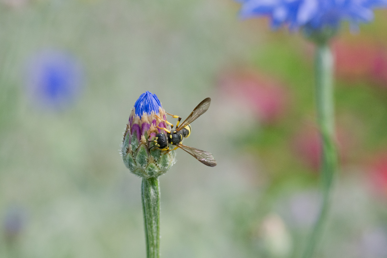 regionale Wildstauden Gärtnerei Jessica Zahn Kornblume