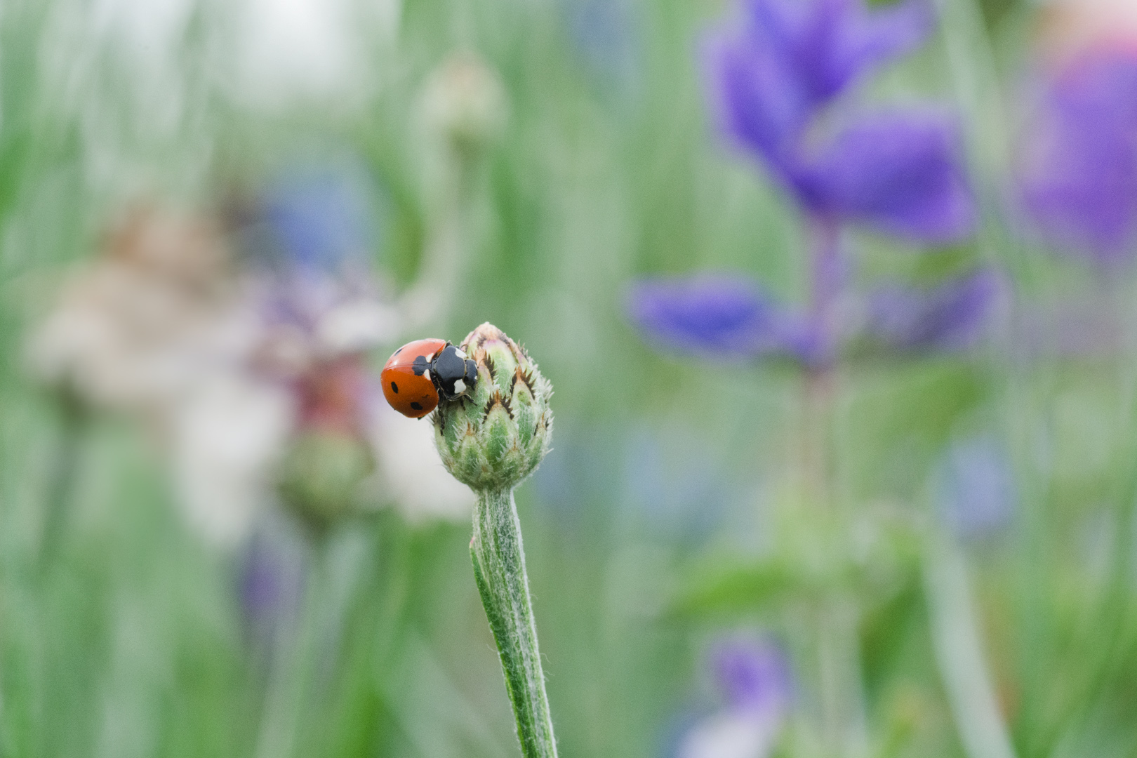 regionale Wildstauden Gärtnerei Jessica Zahn Kornblume