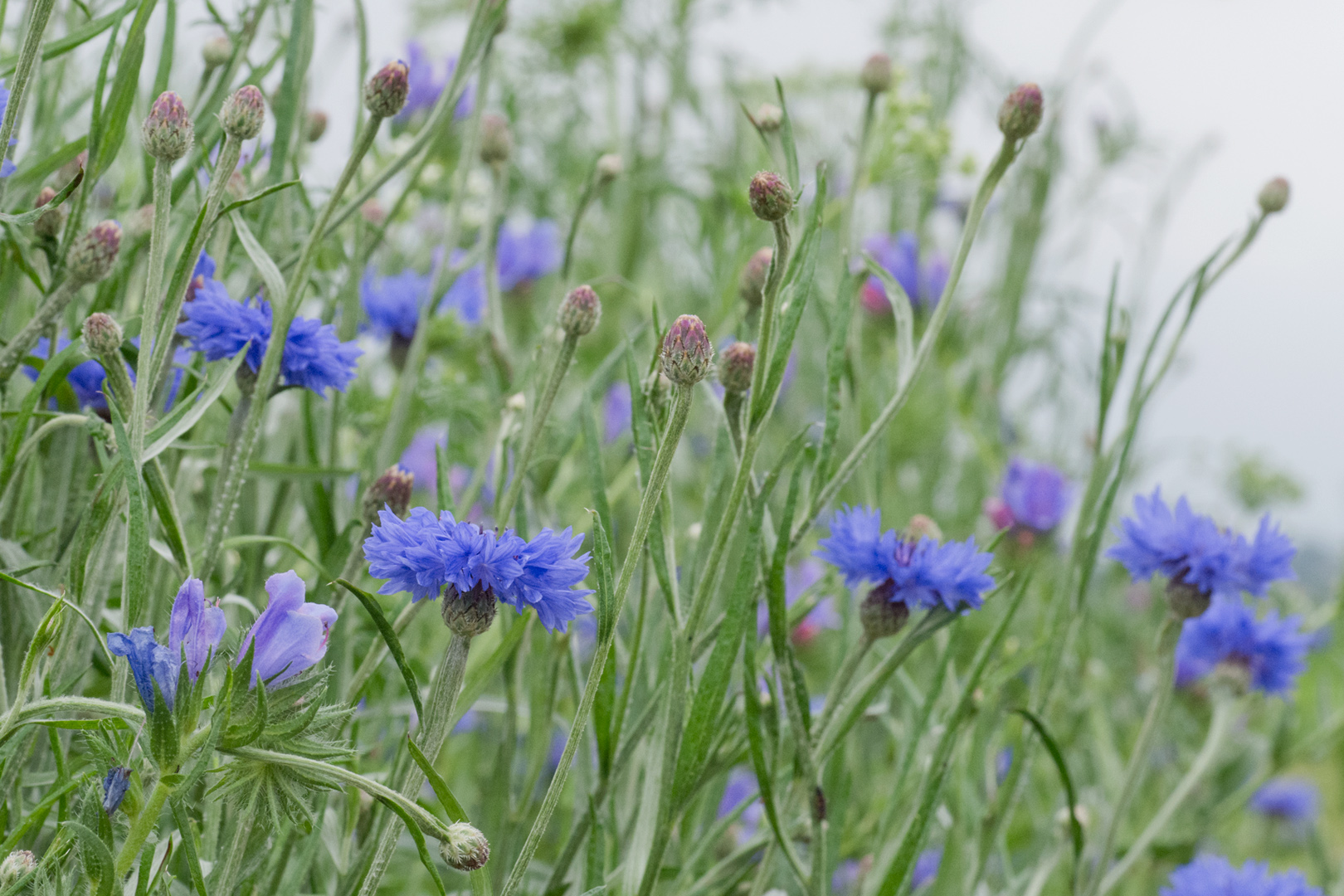 regionale Wildstauden Gärtnerei Jessica Zahn Kornblume