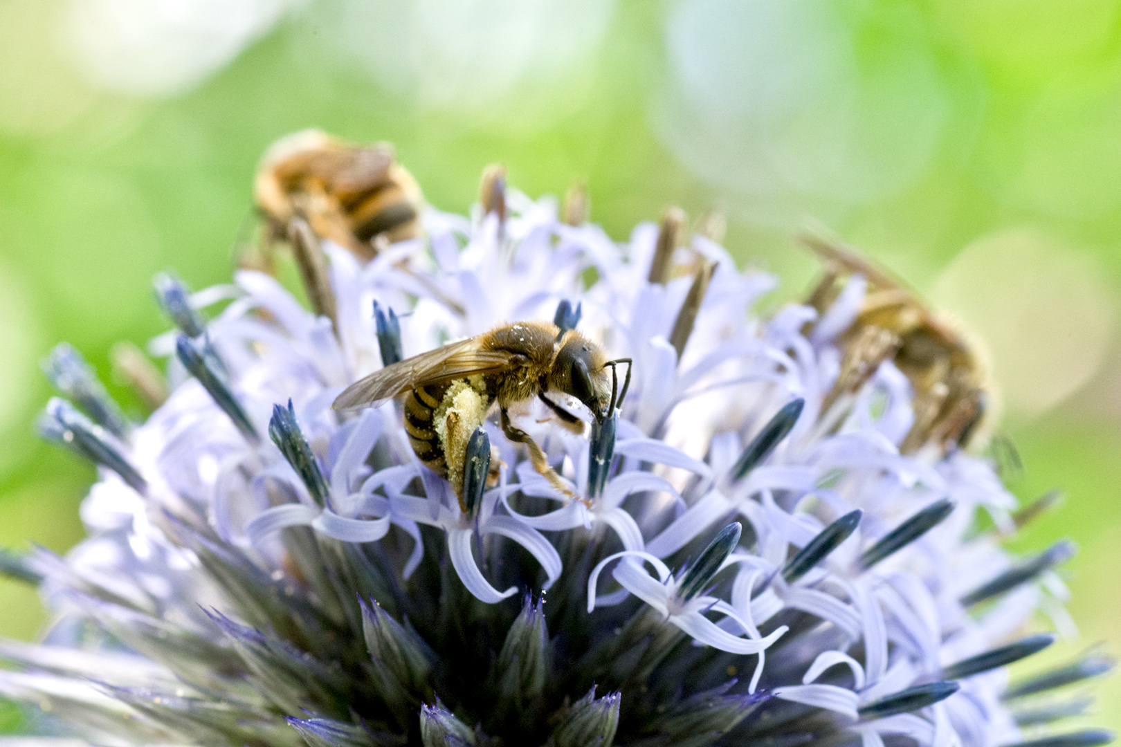 regionale Wildstauden Gärtnerei Jessica Zahn Schmetterling