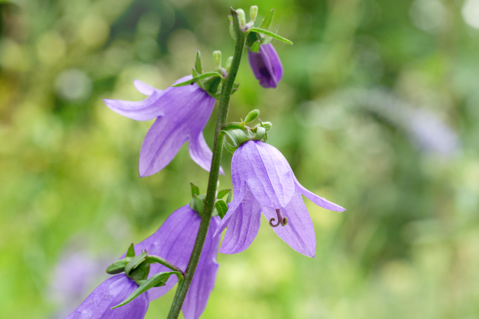 regionale Wildstauden Gärtnerei Jessica Zahn Glockenblume
