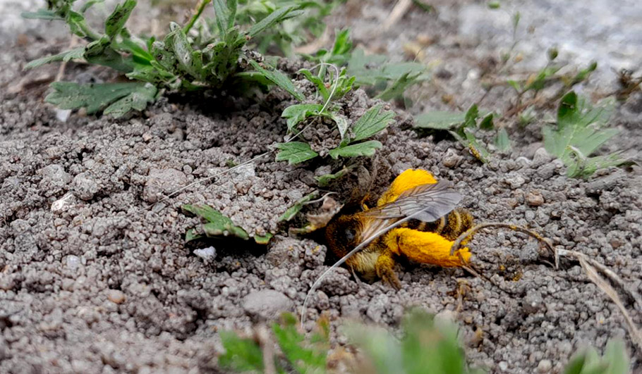 Lichtnelke Gartenplanung Wildstauden Gärtnerei
