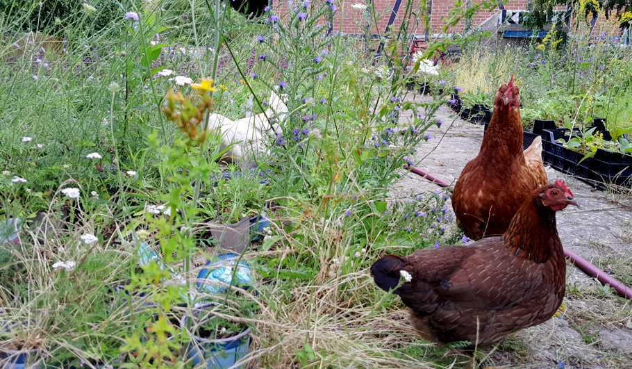 Huhn Wildstauden Gärtnerei