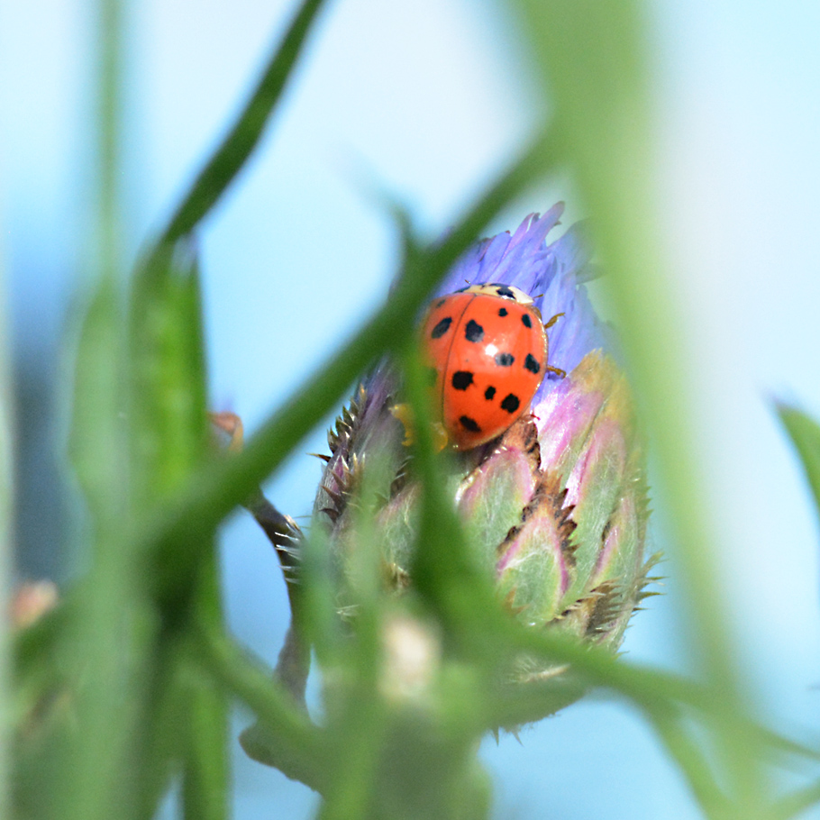 Kornblume Gartenplanung Wildstauden Gärtnerei