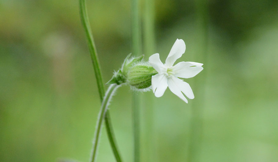 Lichtnelke Wildstauden Gärtnerei