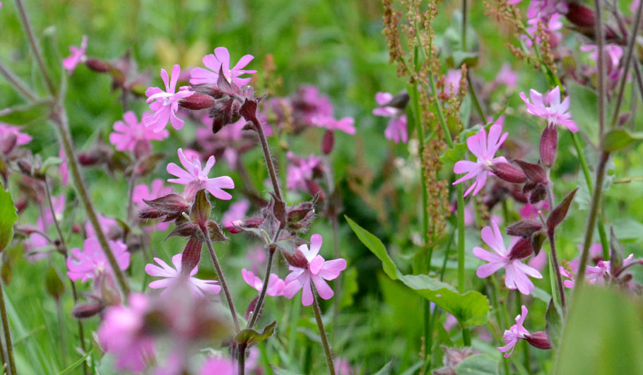 Lichtnelke Gartenplanung Wildstauden Gärtnerei