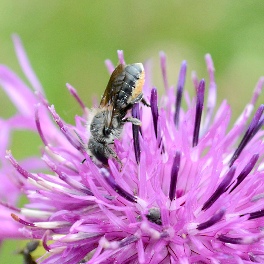 Wildstauden Gärtnerei Wildiene