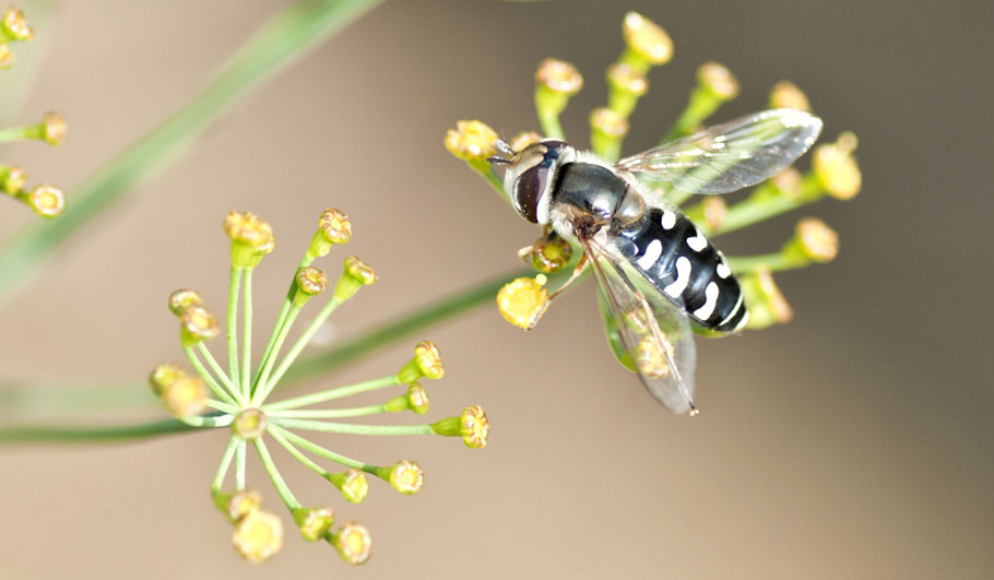 Wildstauden Gärtnerei Fenchel