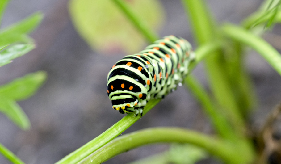 Gartenplanung Wildstauden Gärtnerei Schwalbenschwanz