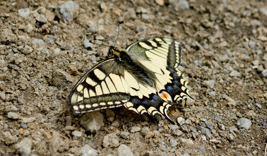 Wildstauden Gärtnerei Raupe Schwalbenschwanz