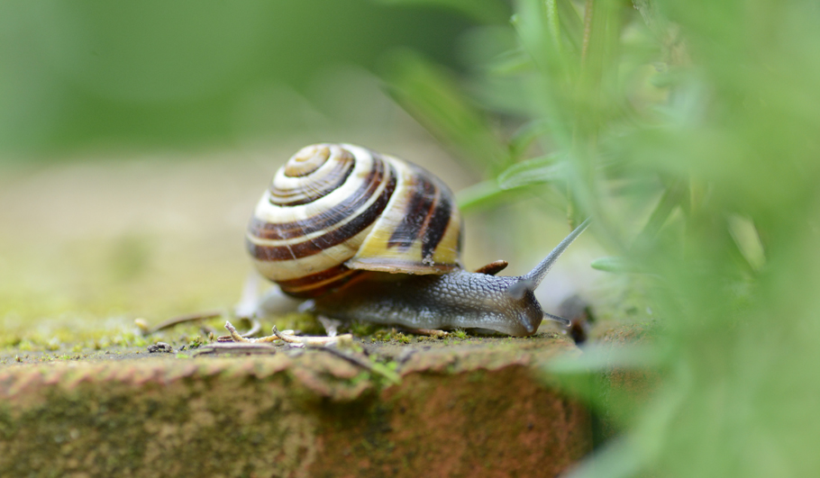 Wildstauden Gärtnerei