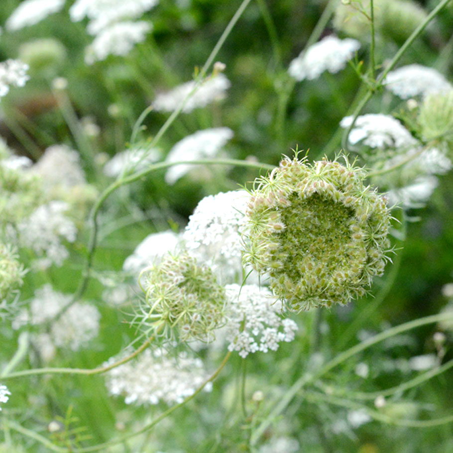 Gartenplanung Wildstauden Gärtnerei Wilde Möhre
