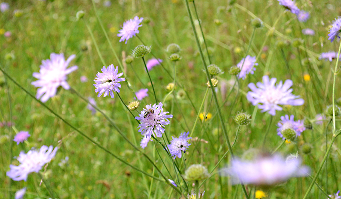 Wildblumenwiese Skabiose Gartenplanung Wildstauden Gärtnerei