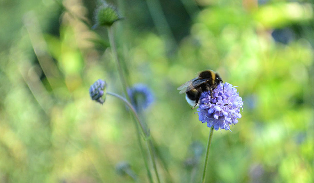 Teufelsabbiss Hummel Wildstauden Gärtnerei