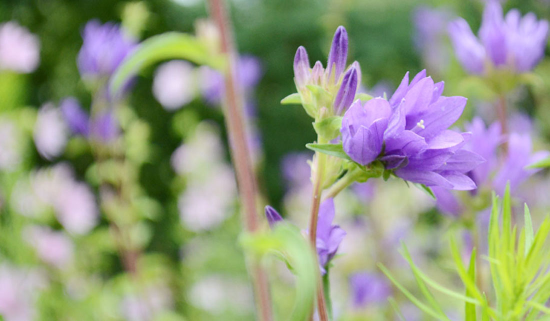Glockenblume Knäuel-Glockenblume Wildstauden Gärtnerei