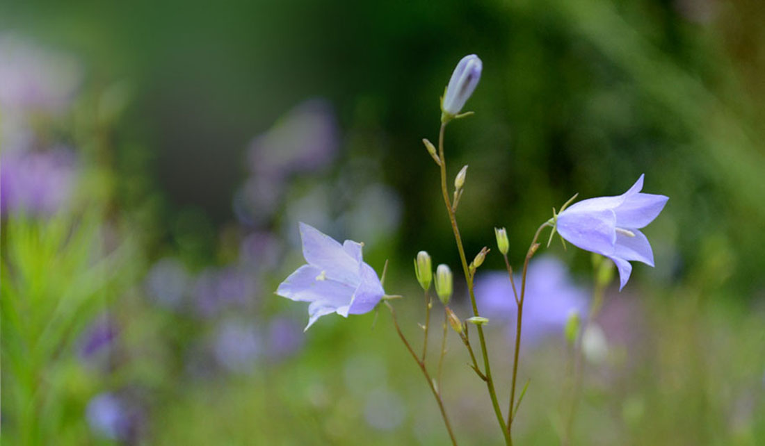 Rundblättrige Glockenblume Wildstauden Gärtnerei