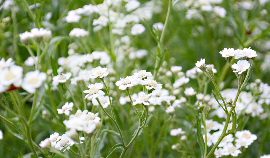 Sumpf-Schafgarbe Wildstauden Gärtnerei