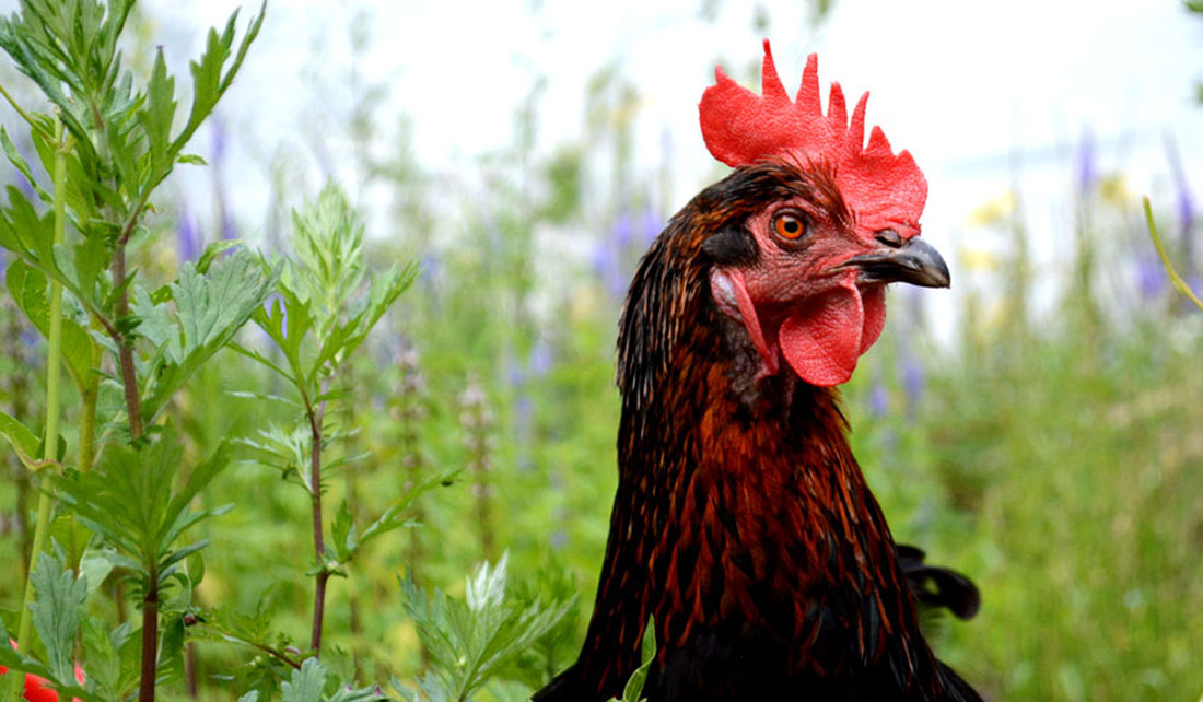 Huhn Wildstauden Gärtnerei