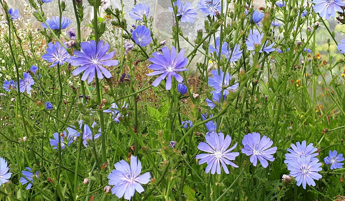 Wegwarte Wildstauden Gärtnerei