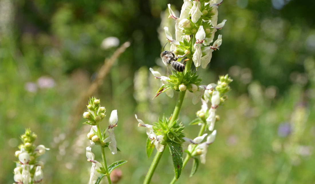 Aufrechter Ziest Wildstauden Gärtnerei