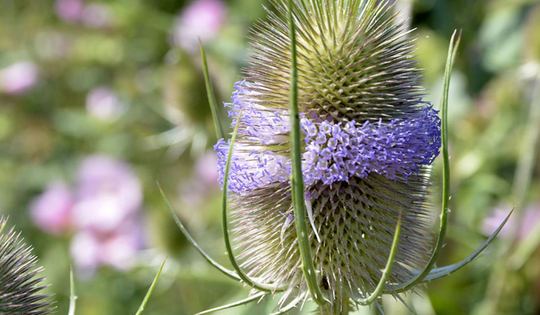Wilde Karde Wildstauden Gärtnerei
