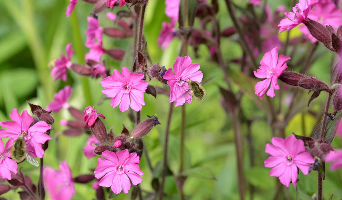 Rote Lichtnelke Wildstauden Gärtnerei