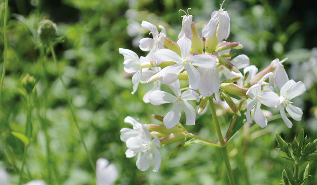 Gewöhnliches Seifenkraut Wildstauden Gärtnerei