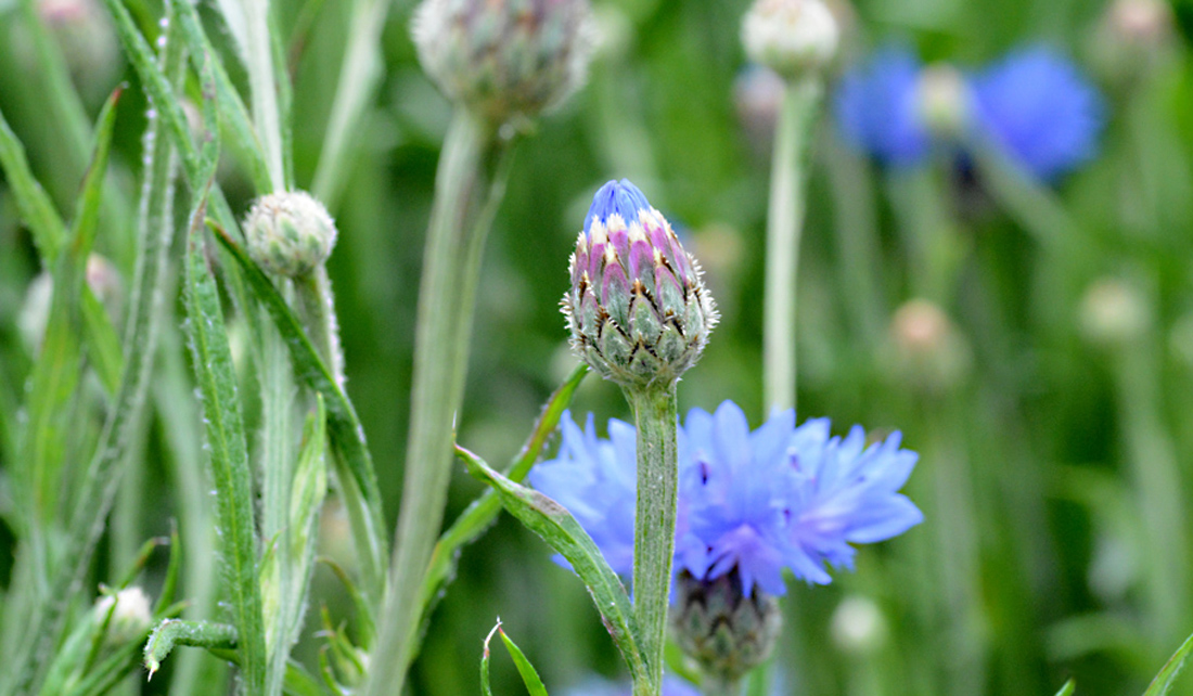 Kornblume Wildstauden Gärtnerei