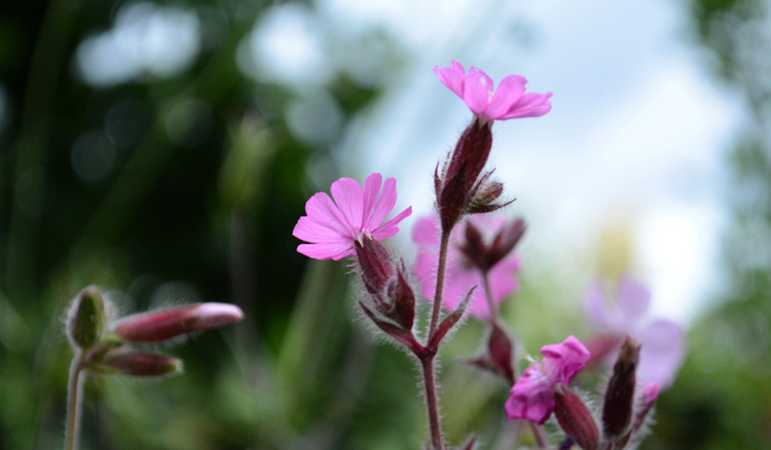 Rote Lichtnelke Wildstauden Gärtnerei