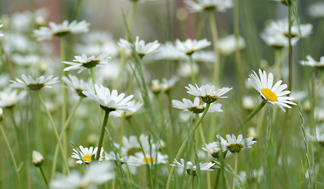 Wiesen-Margarite Wildstauden Gärtnerei
