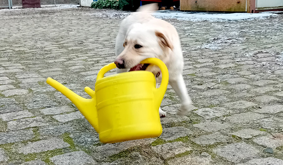 Jessica Zahn Gartenplanung Wildstauden Gärtnerei